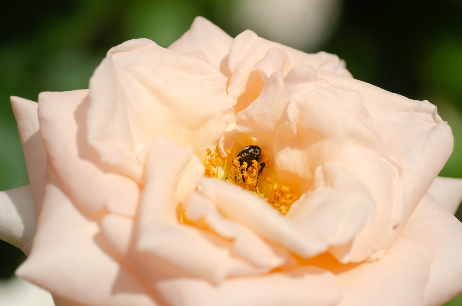 Tamron SP AF 90mm F2.8 Di Macro sample photo