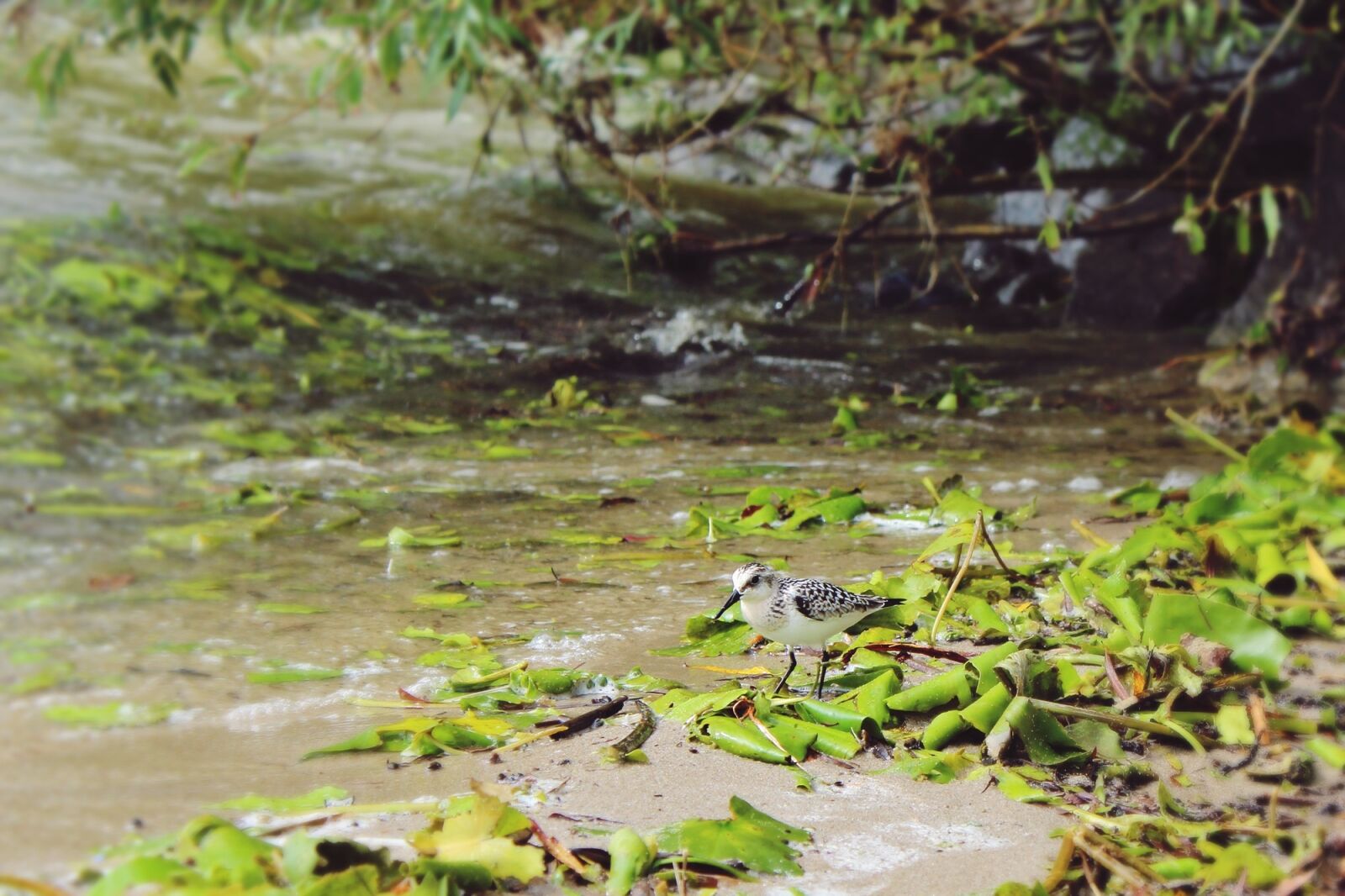 Canon EOS 1200D (EOS Rebel T5 / EOS Kiss X70 / EOS Hi) sample photo. Plover, bird, water photography