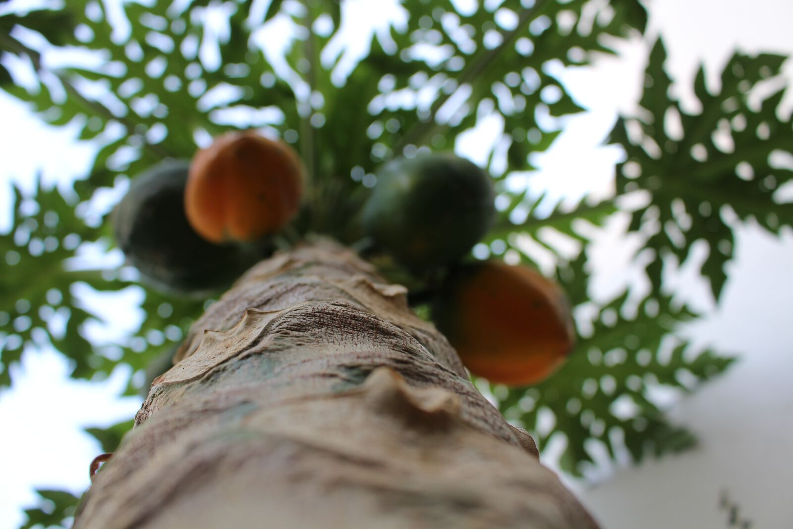 Canon EOS 700D (EOS Rebel T5i / EOS Kiss X7i) sample photo. Papaya, tree, fuit photography
