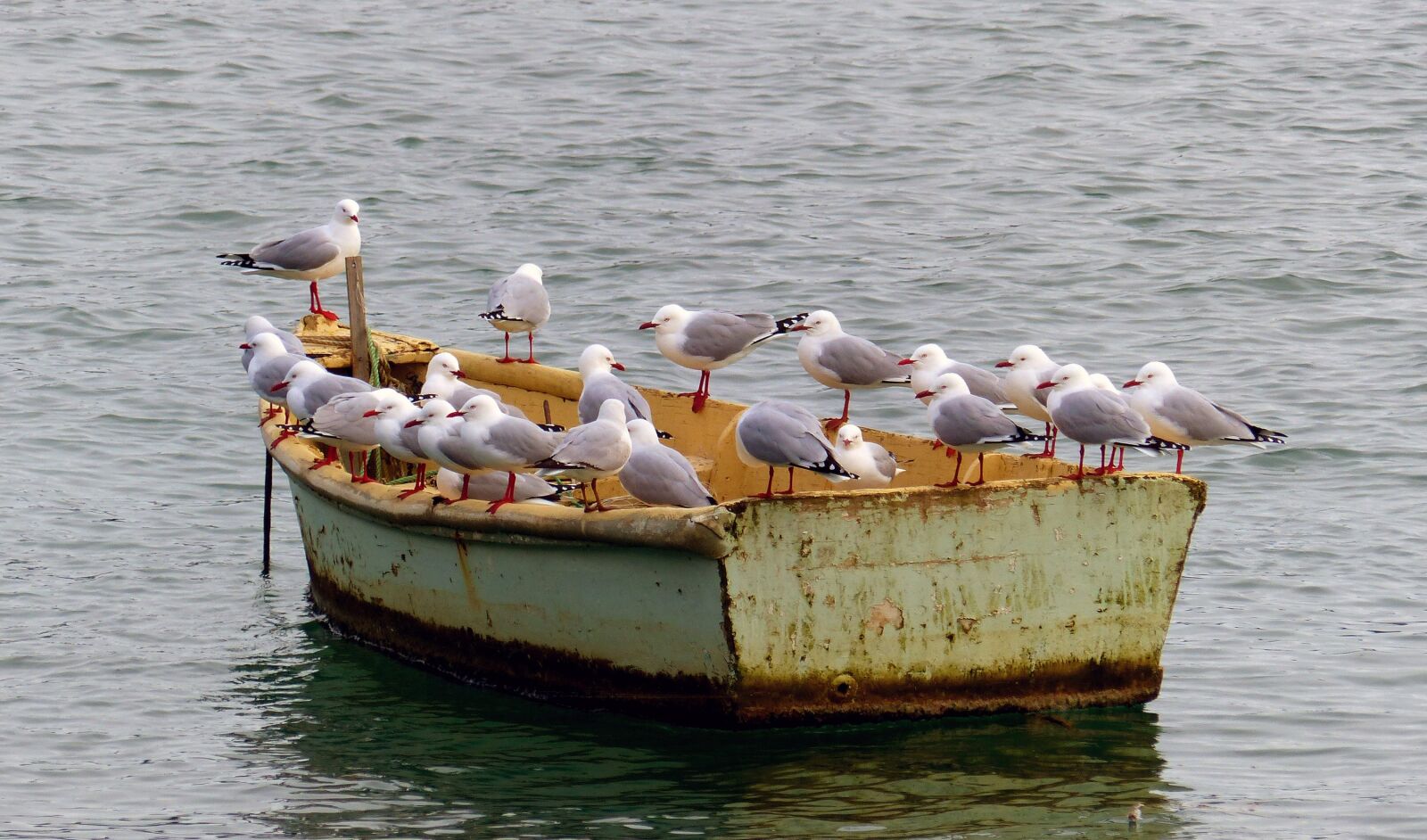 Panasonic Lumix DMC-FZ200 sample photo. Seagulls, row, perched photography