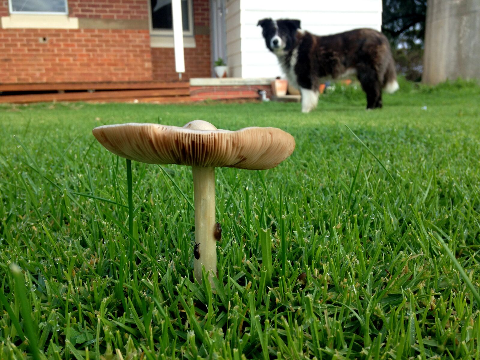 iPhone 5c back camera 4.12mm f/2.4 sample photo. Border, collie, dog, grass photography