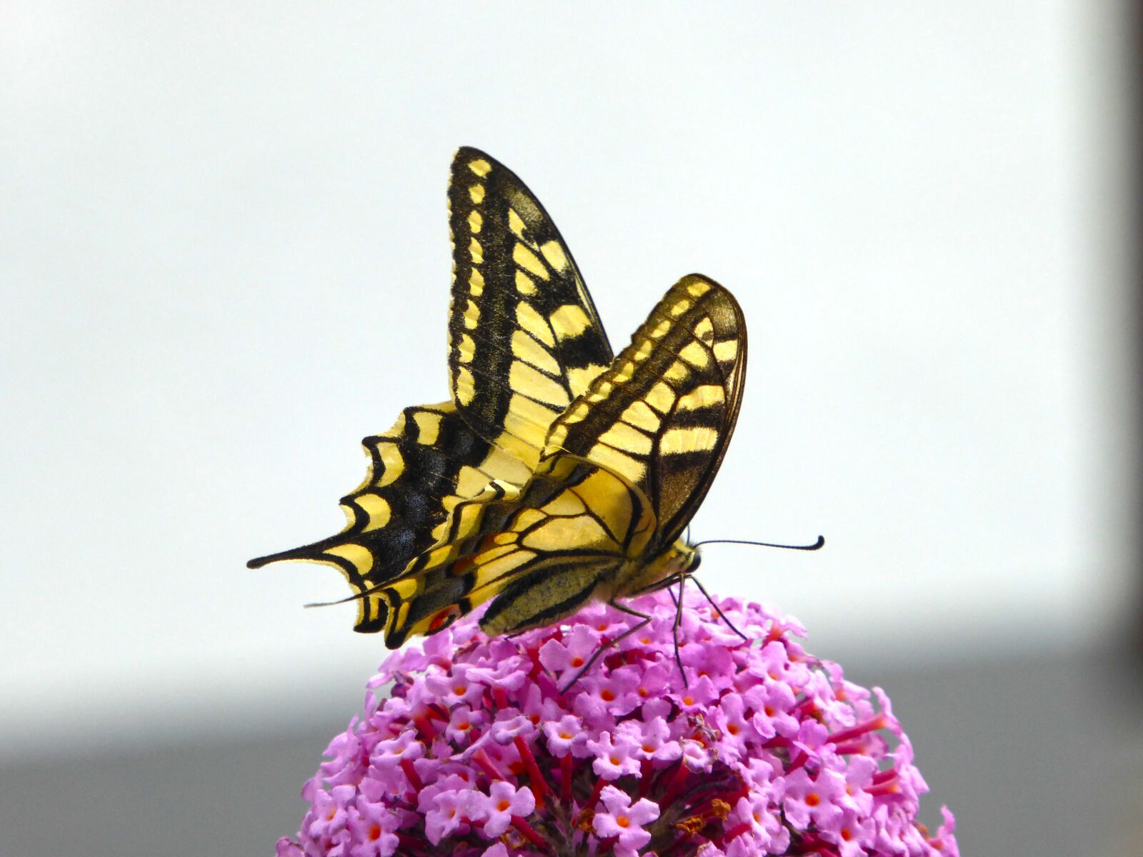 Panasonic DMC-TZ61 sample photo. Butterfly, dovetail, yellow photography