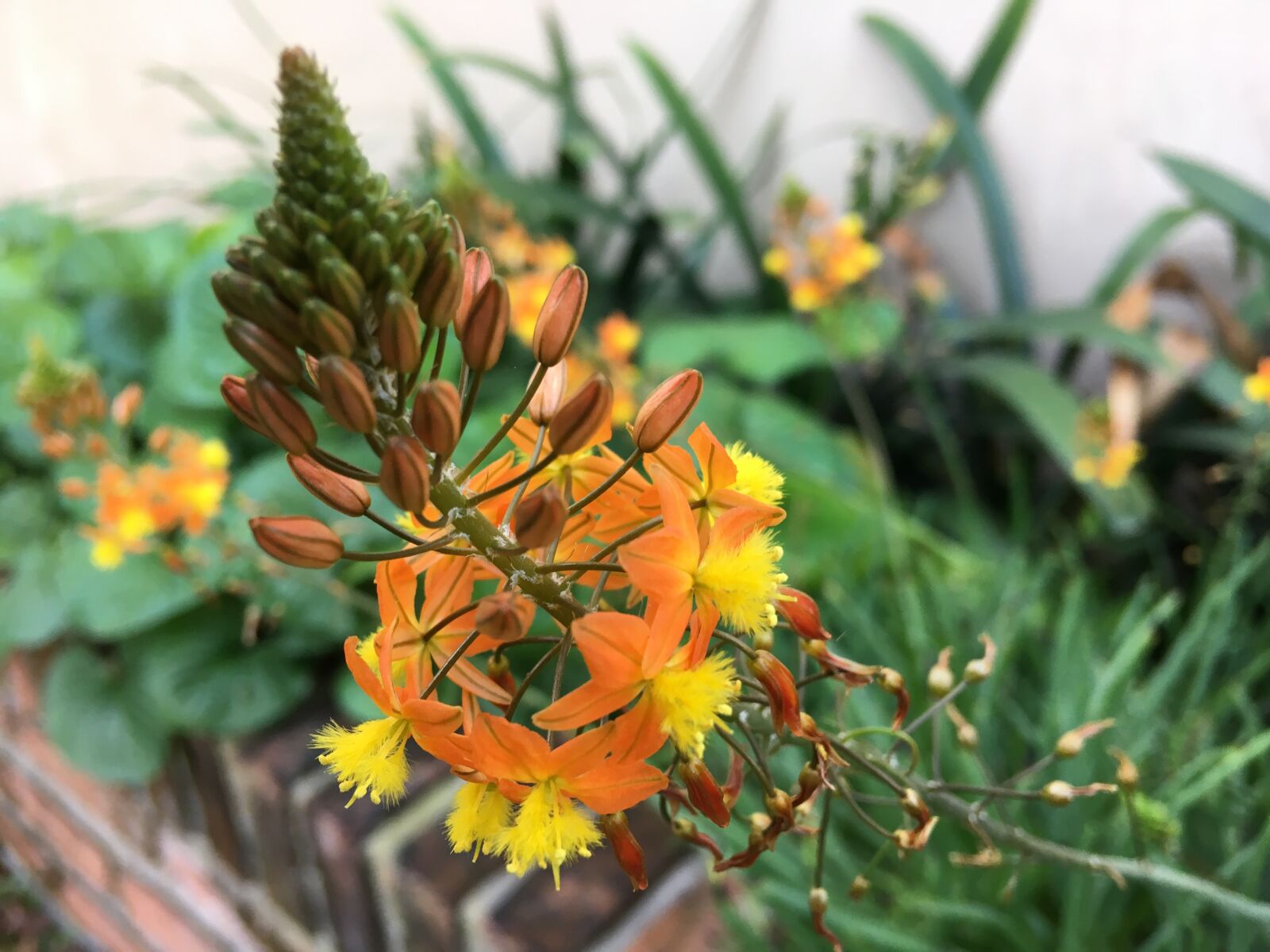 Apple iPhone 6s Plus sample photo. Wild, yellow, orange photography