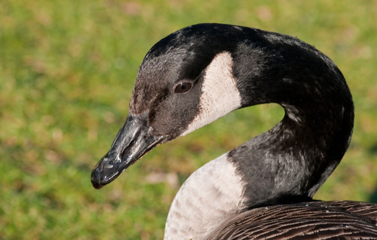 Nikon D300 sample photo. Canada goose, goose, bird photography