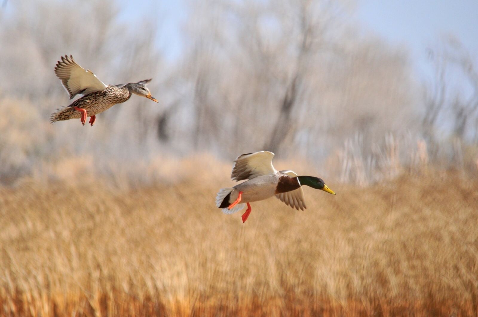 Nikon D300 sample photo. Mallard ducks, flying, flight photography