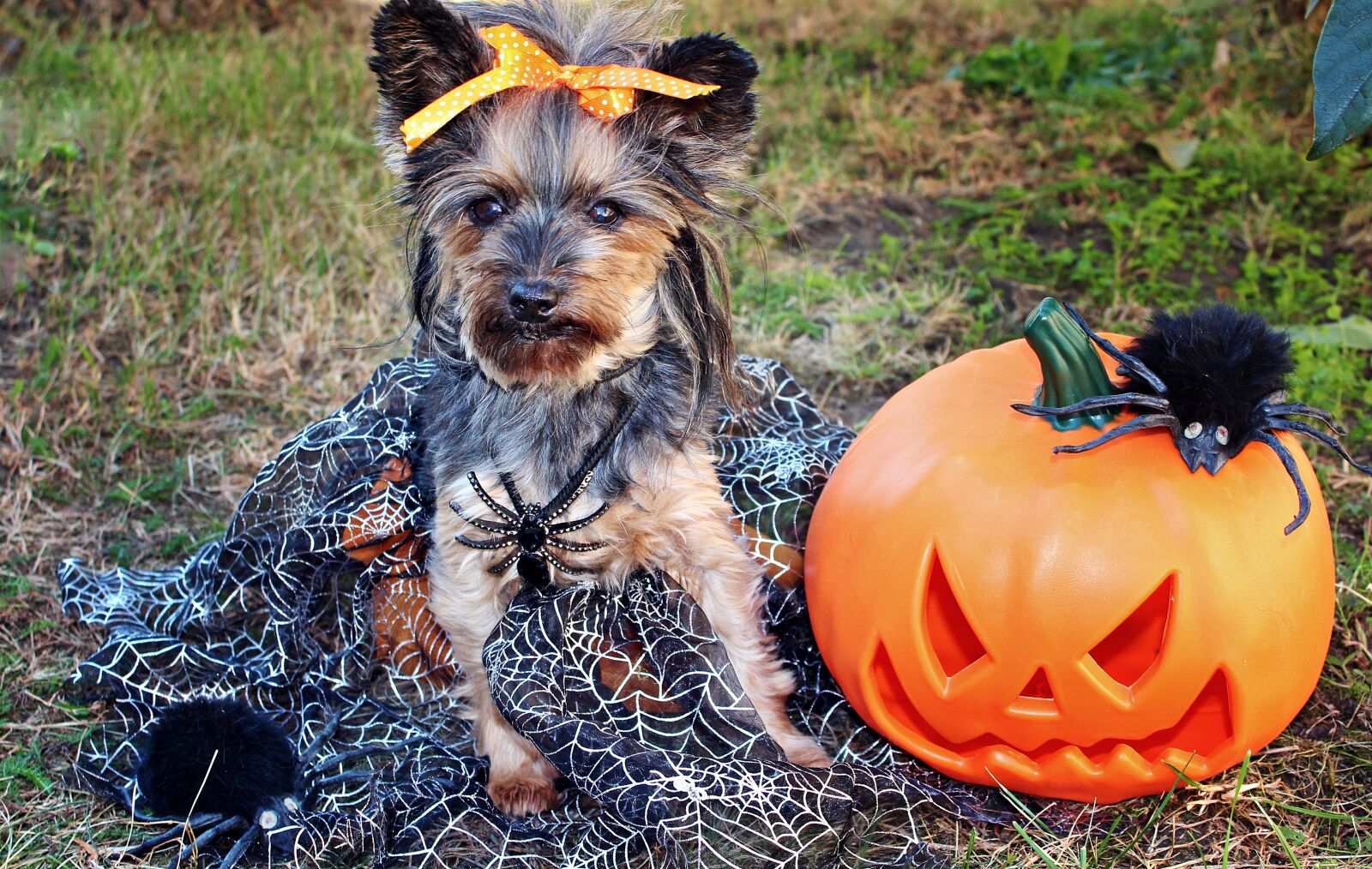 Canon EOS 600D (Rebel EOS T3i / EOS Kiss X5) sample photo. Yorkshire terrier, dog, halloween photography