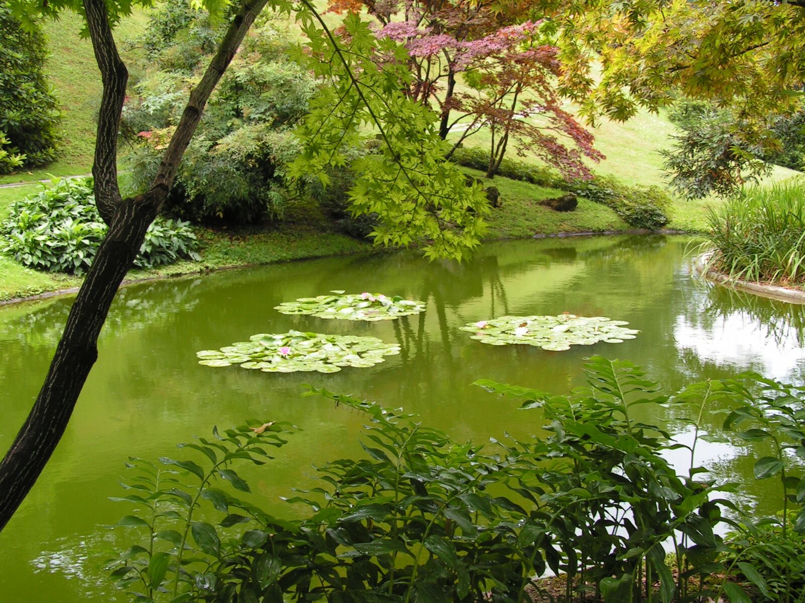 KONICA MINOLTA DiMAGE Z2 sample photo. Garden, pond photography