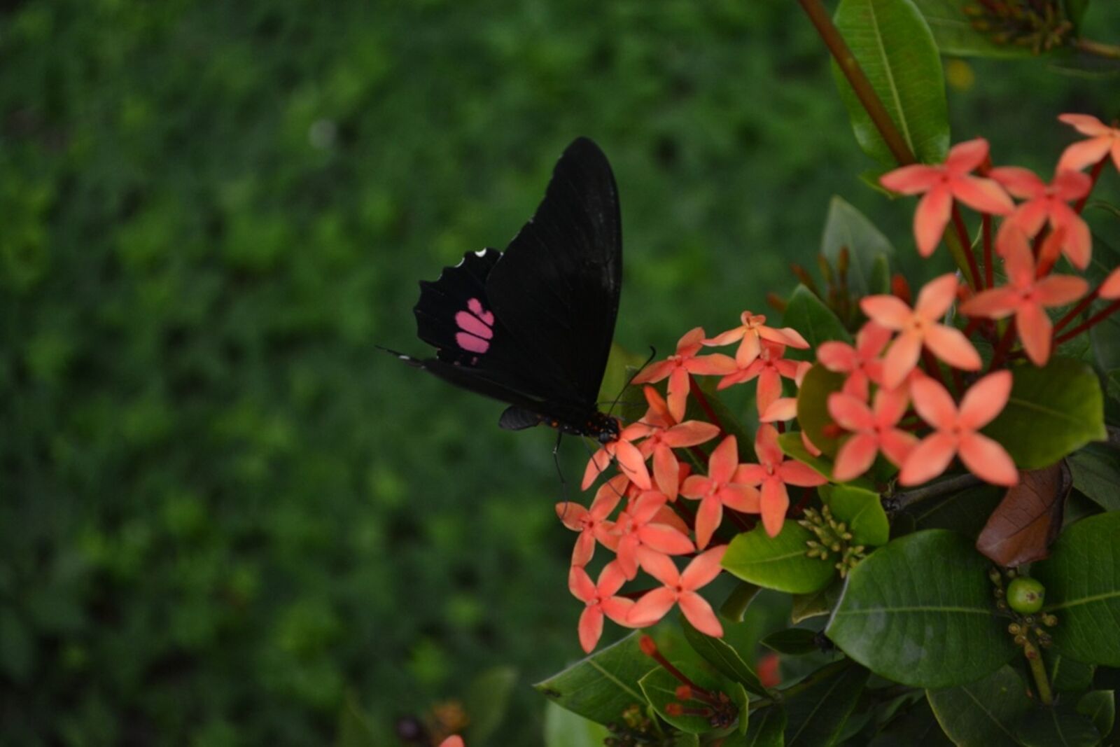 Nikon D5200 sample photo. Beautiful, butterfly, flower, good photography