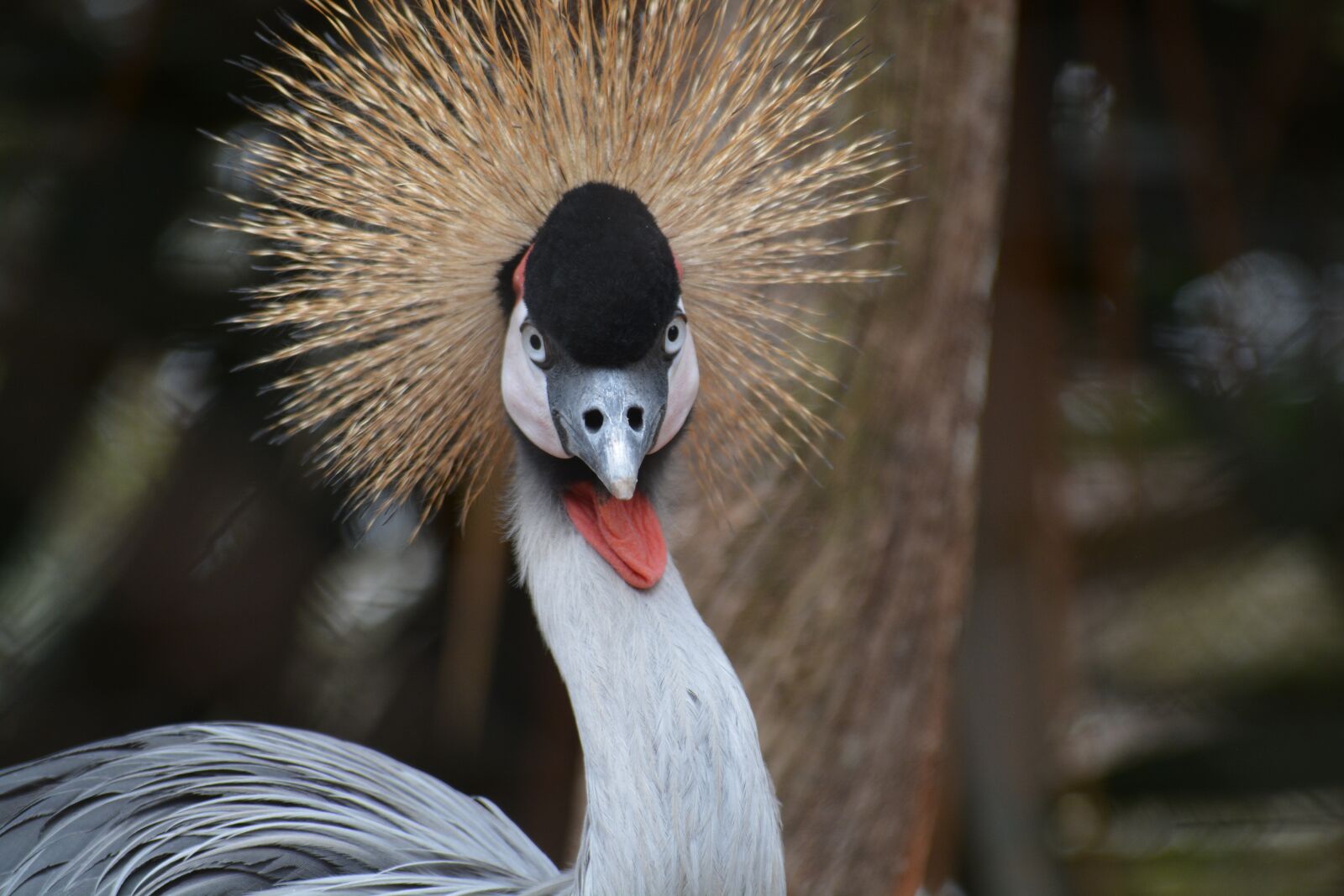 Nikon D5200 sample photo. Crane, bird, cranes photography