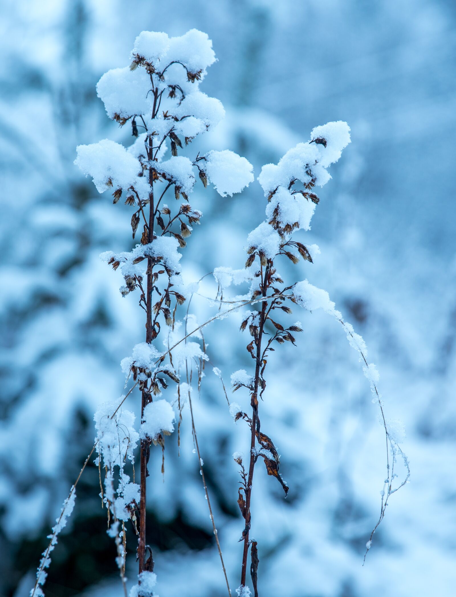 Canon EF 24-70mm F2.8L II USM sample photo. Winter, snow, snow caps photography