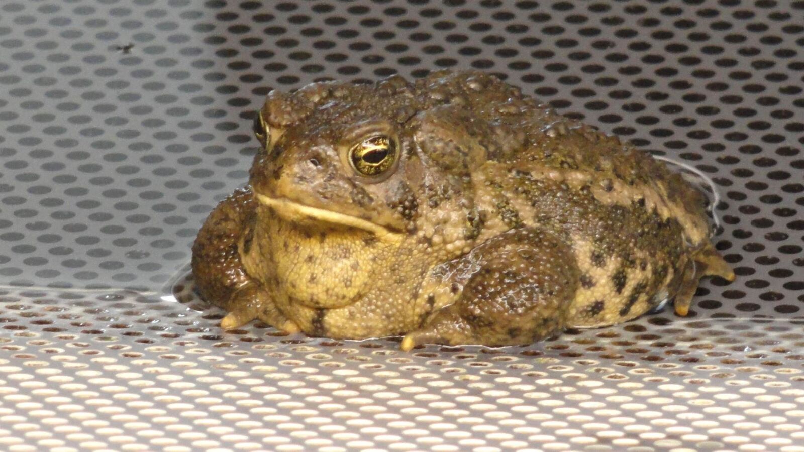 Sony Cyber-shot DSC-H55 sample photo. Wyoming, toad, yellowish, frog photography