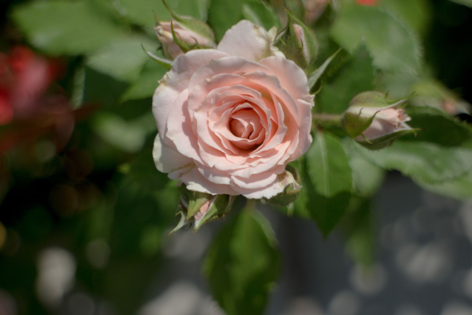 Canon EOS M + Canon EF-M 18-55mm F3.5-5.6 IS STM sample photo. Rose, flower, romantic photography