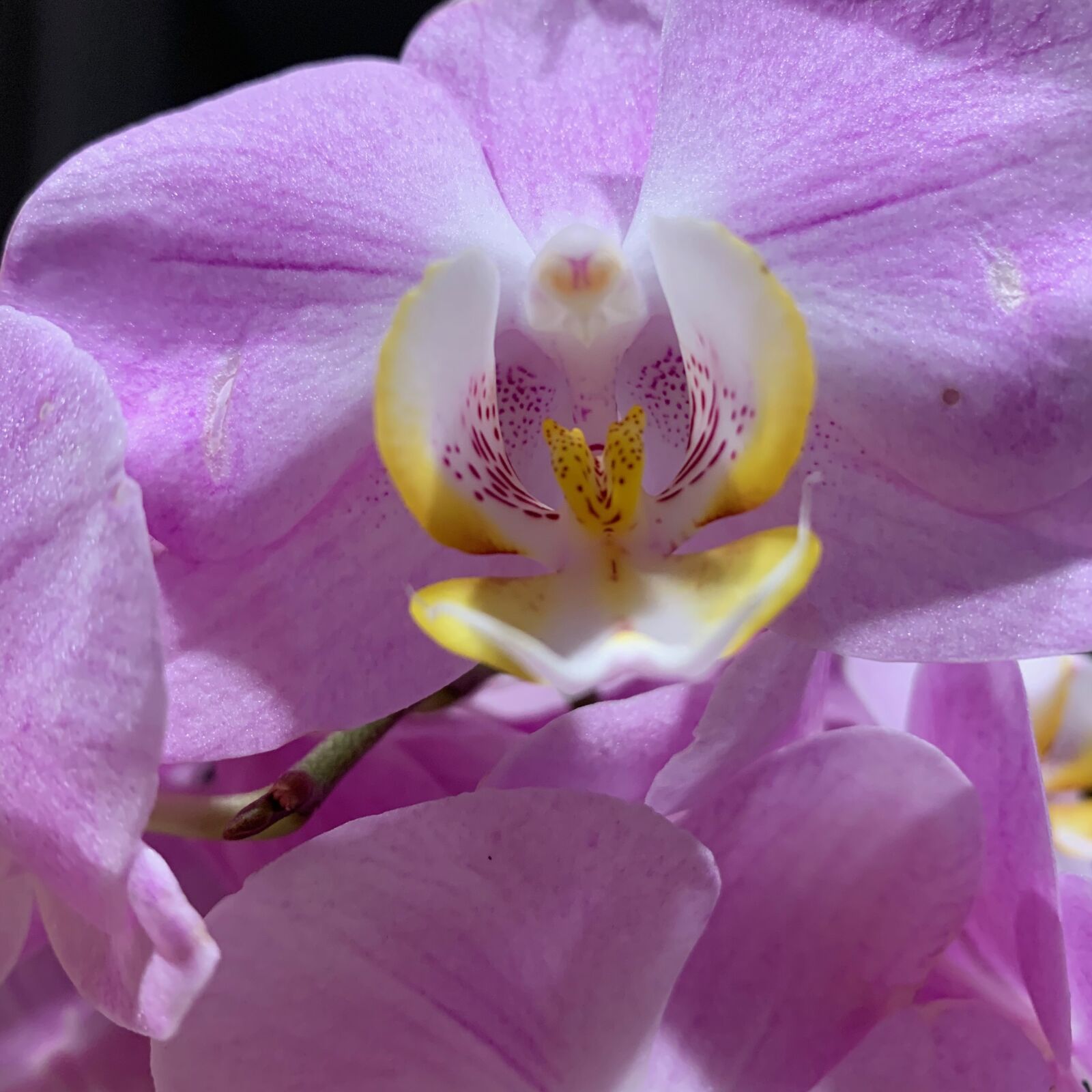 iPhone XS Max back dual camera 4.25mm f/1.8 sample photo. Orchidea, fiore, orchid photography