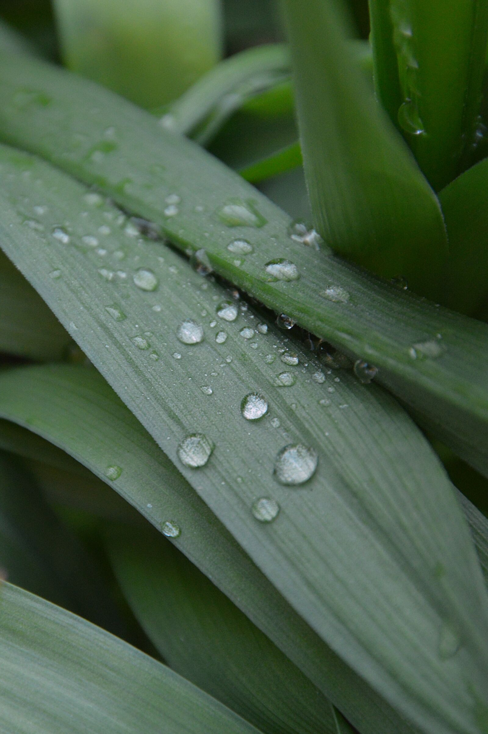 Nikon D3200 sample photo. Green, just add water photography