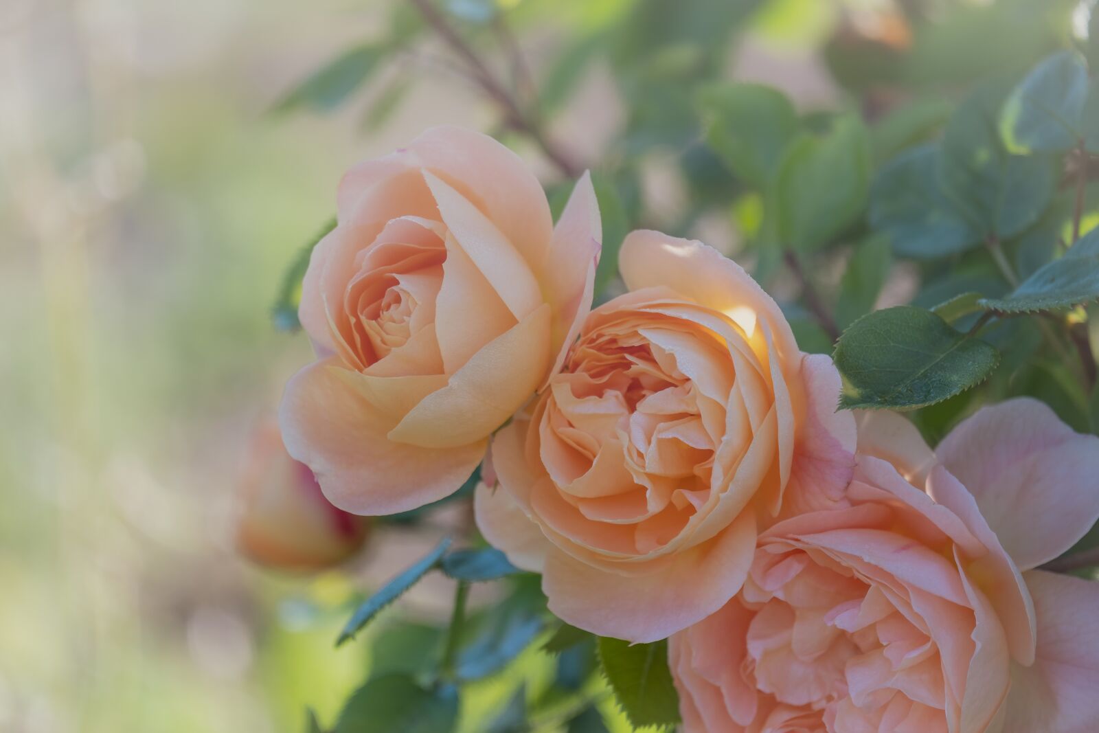 Fujifilm X-T30 sample photo. Roses, bloom, blossom photography
