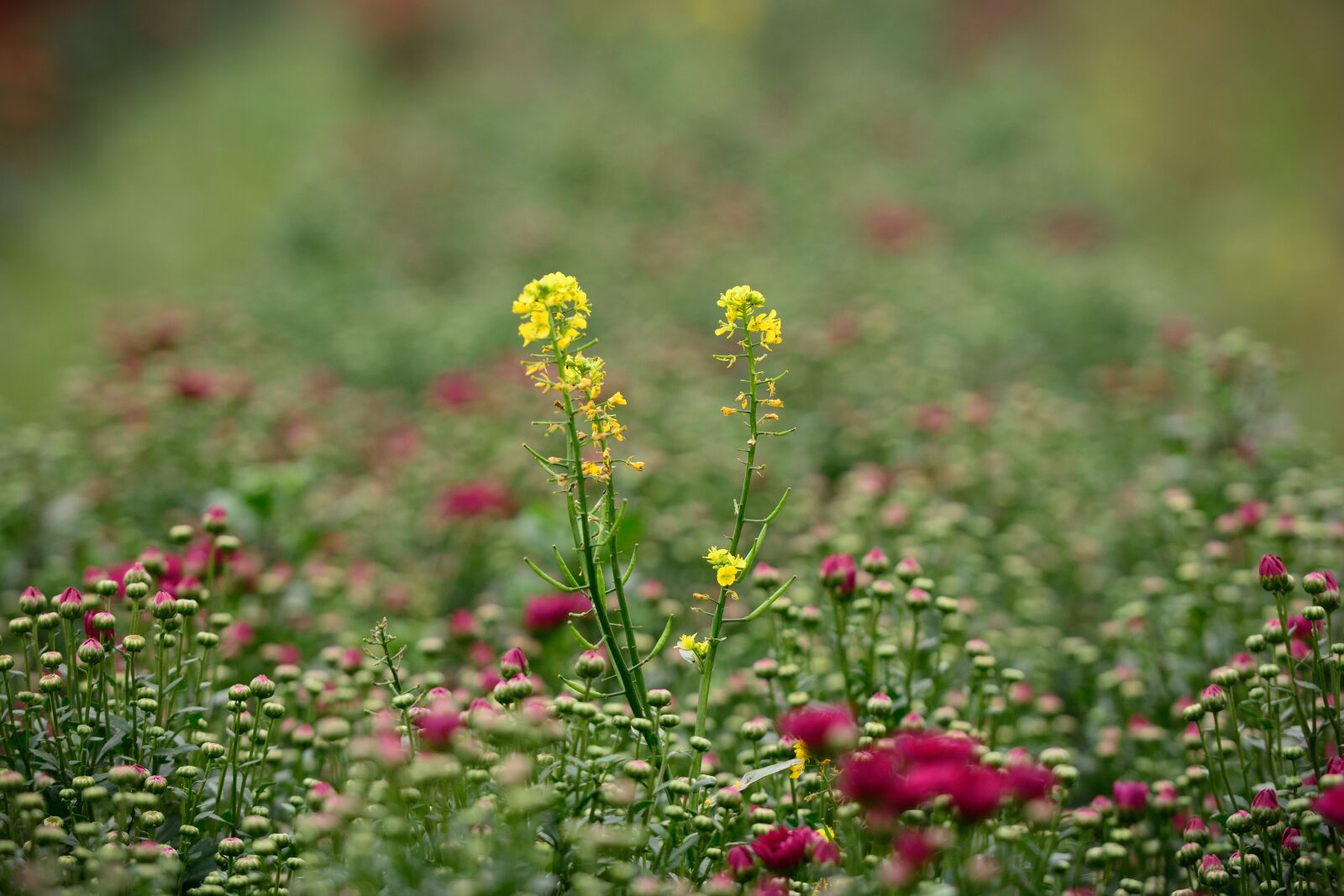 Nikon D7100 sample photo. Flower, green, garden photography