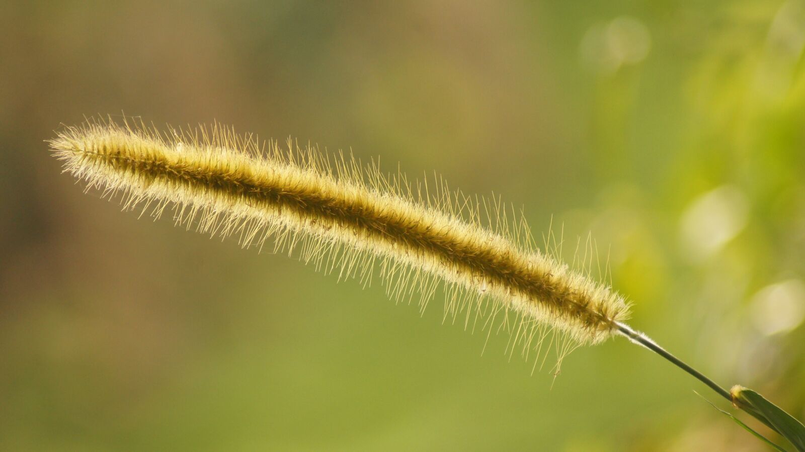 Sony SLT-A55 (SLT-A55V) sample photo. Landscape, spike weed, the photography