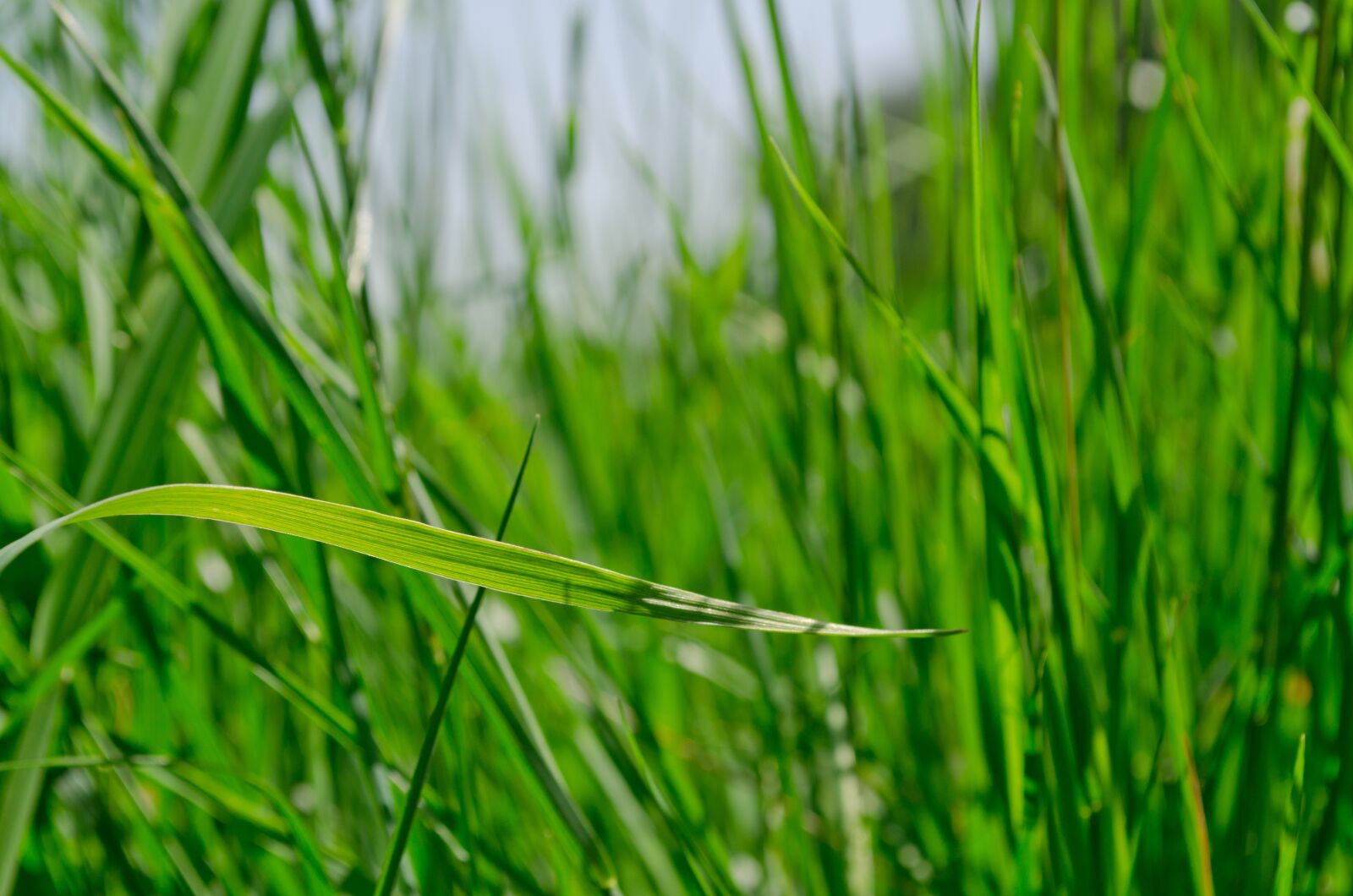 Nikon D5100 sample photo. Green, nature, forest photography