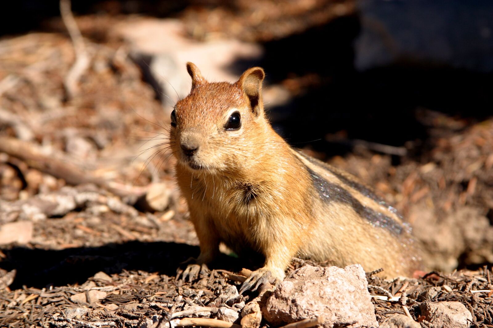 Canon EOS D60 sample photo. Chipmunk, rodent, animal photography