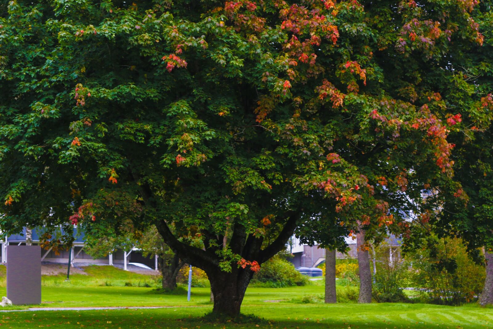 Canon EOS 7D Mark II sample photo. Tree, fall, nature photography