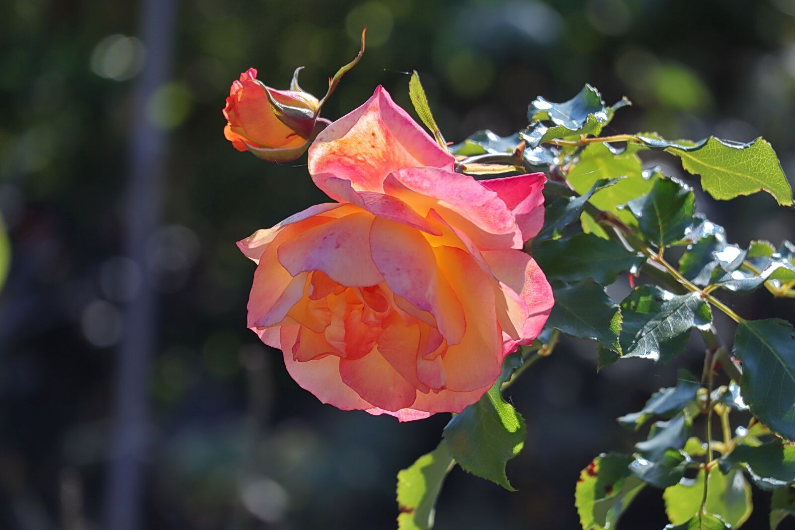 Canon EOS M50 (EOS Kiss M) sample photo. Rose, floribunda rose, blossom photography