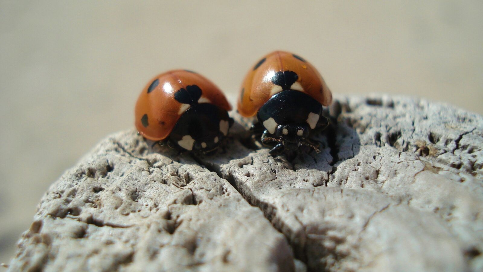 Sony DSC-W70 sample photo. Ladybug, insect, close up photography