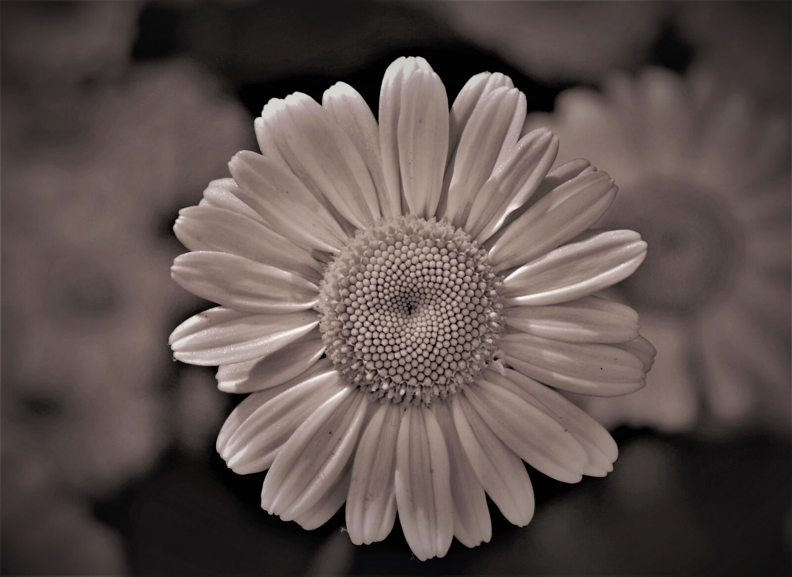 Canon EOS 80D sample photo. Flower, sepia, goodbye photography
