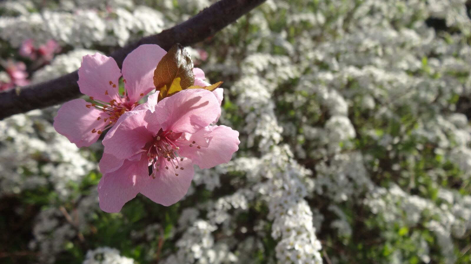 Sony Cyber-shot DSC-HX20V sample photo. Blossom, bloom, tree photography