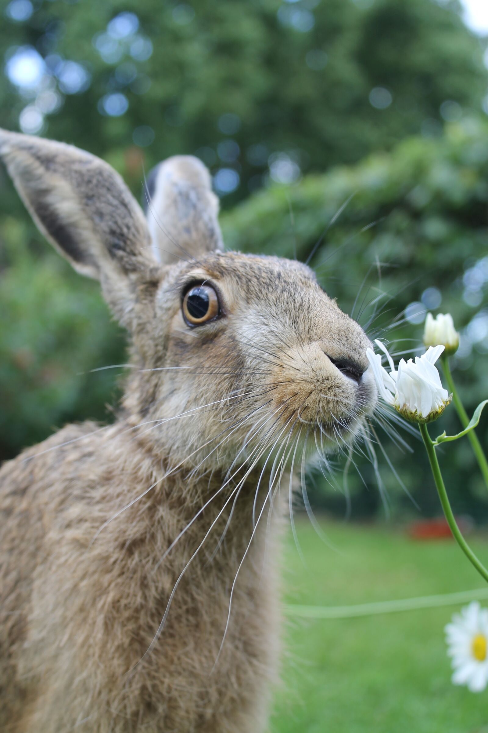 Canon EOS 1100D (EOS Rebel T3 / EOS Kiss X50) sample photo. European brown hare, young photography