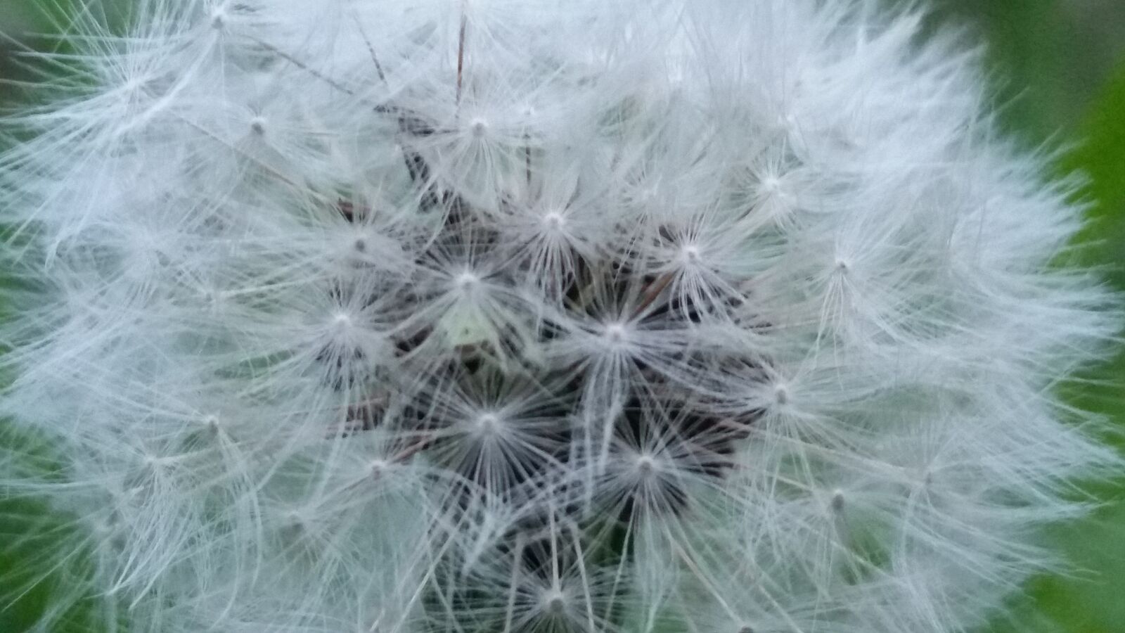 Samsung Galaxy S5 sample photo. Dandelion, nature, downy photography