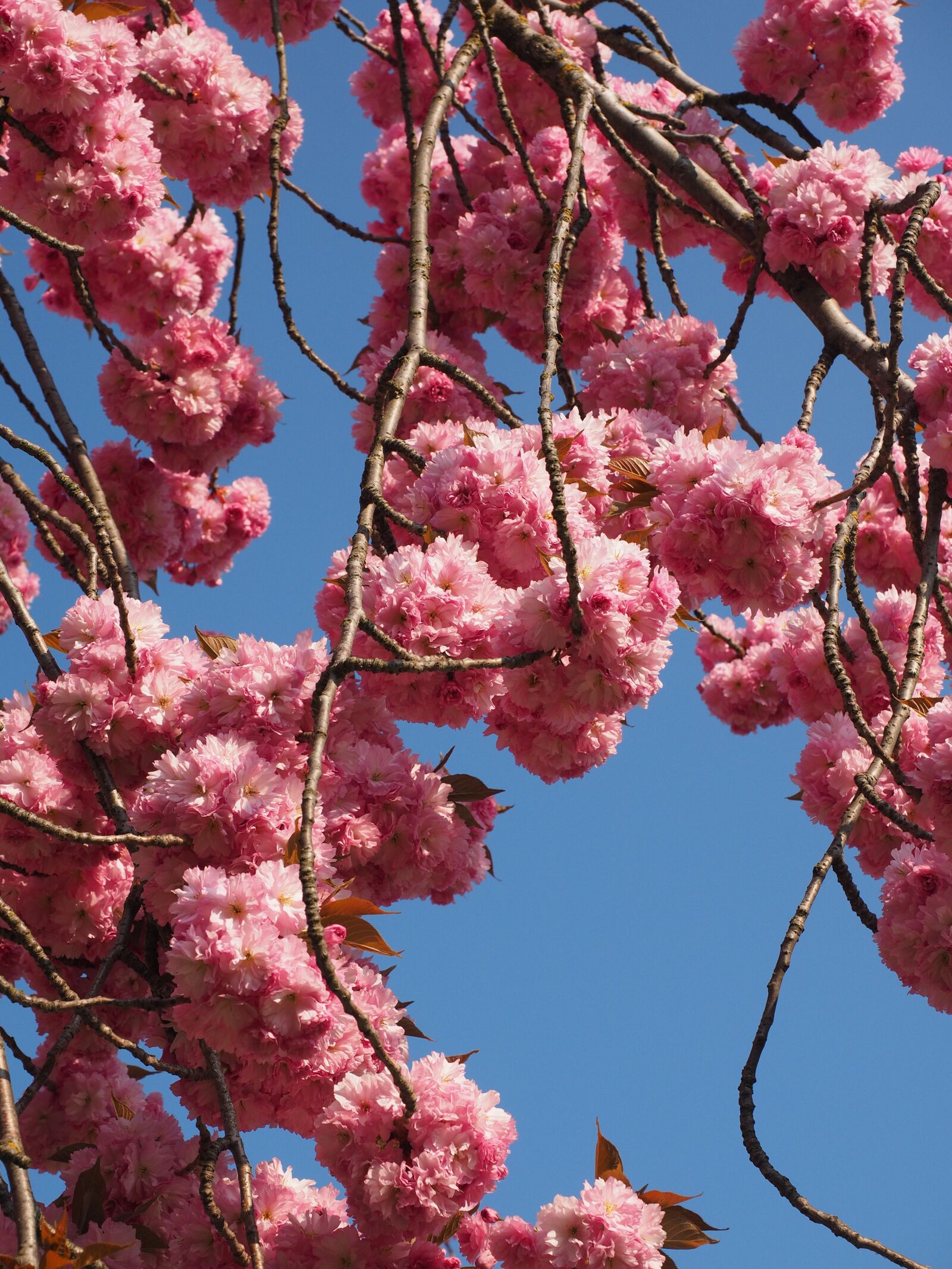 Olympus OM-D E-M1 + Olympus M.Zuiko Digital ED 12-40mm F2.8 Pro sample photo. Cherry blossom, japanese cherry photography