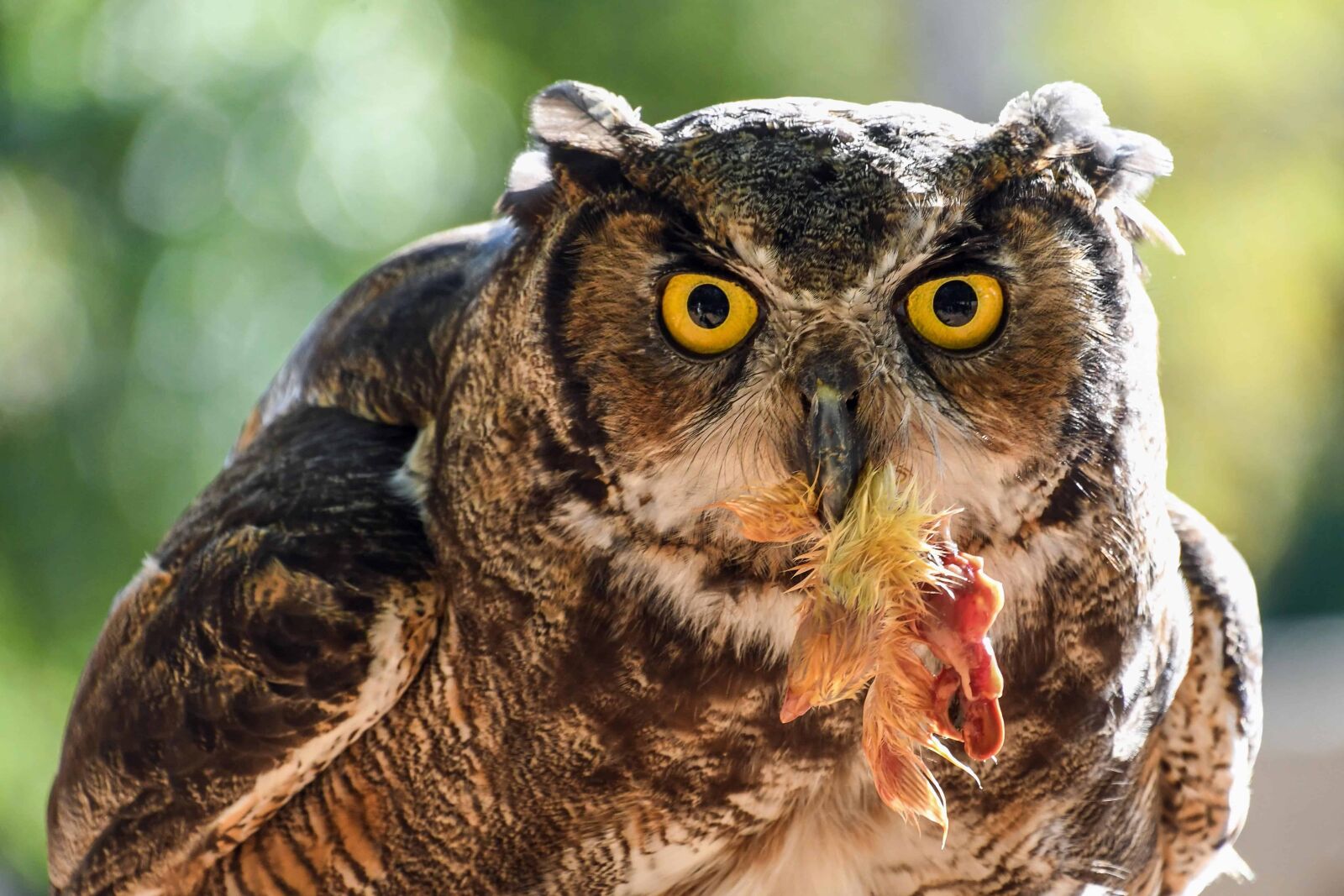 Nikon D500 sample photo. Eye, wild, animal, nature photography