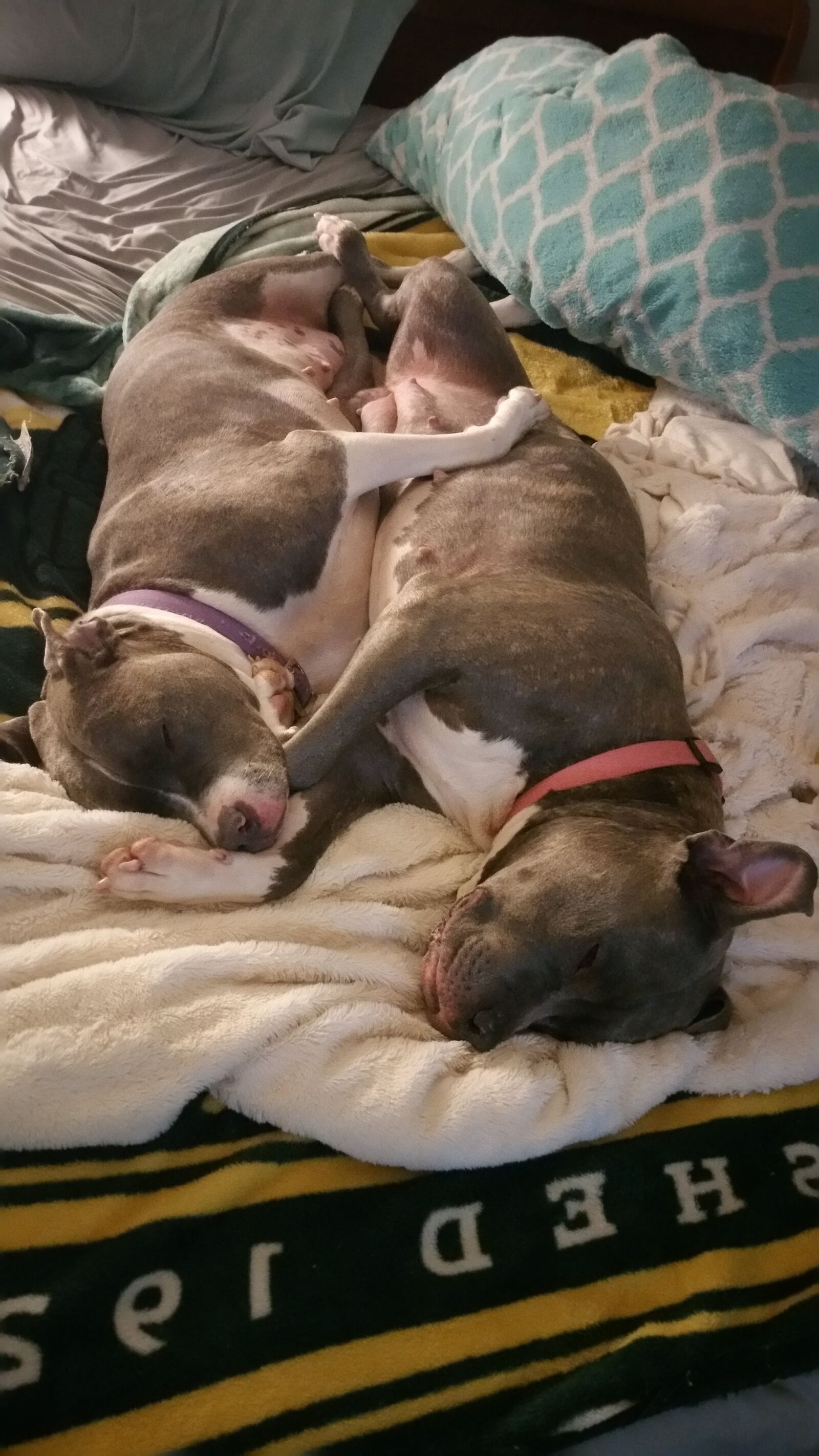 Samsung Galaxy Note4 sample photo. Dogs, bed, cuddle photography