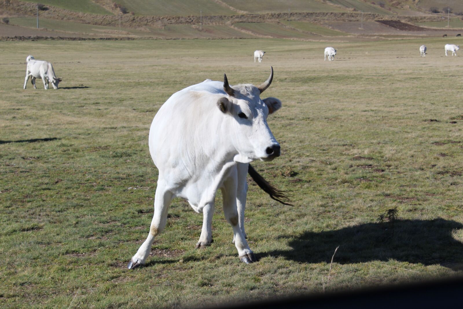 Canon EOS 1200D (EOS Rebel T5 / EOS Kiss X70 / EOS Hi) sample photo. Cows, pasture, cattle photography