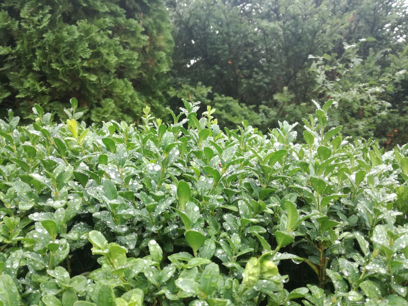 HUAWEI P9 LITE sample photo. Green, forest, after rain photography