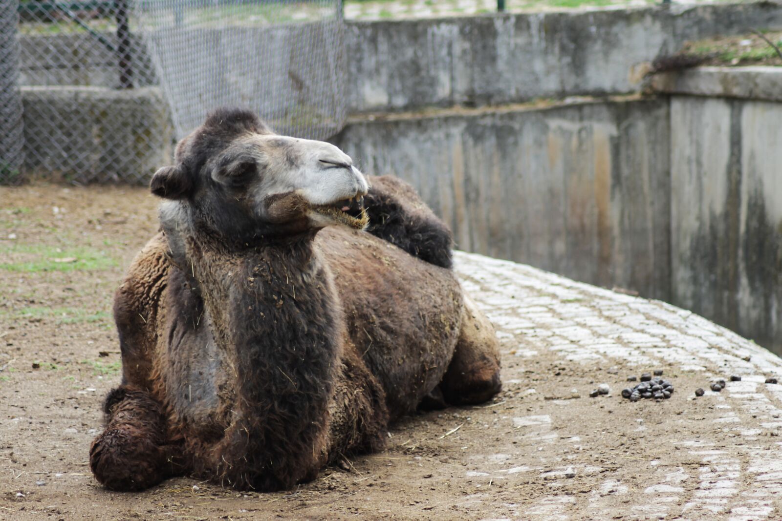 Canon EOS 1100D (EOS Rebel T3 / EOS Kiss X50) sample photo. Camel, animal, zoo photography