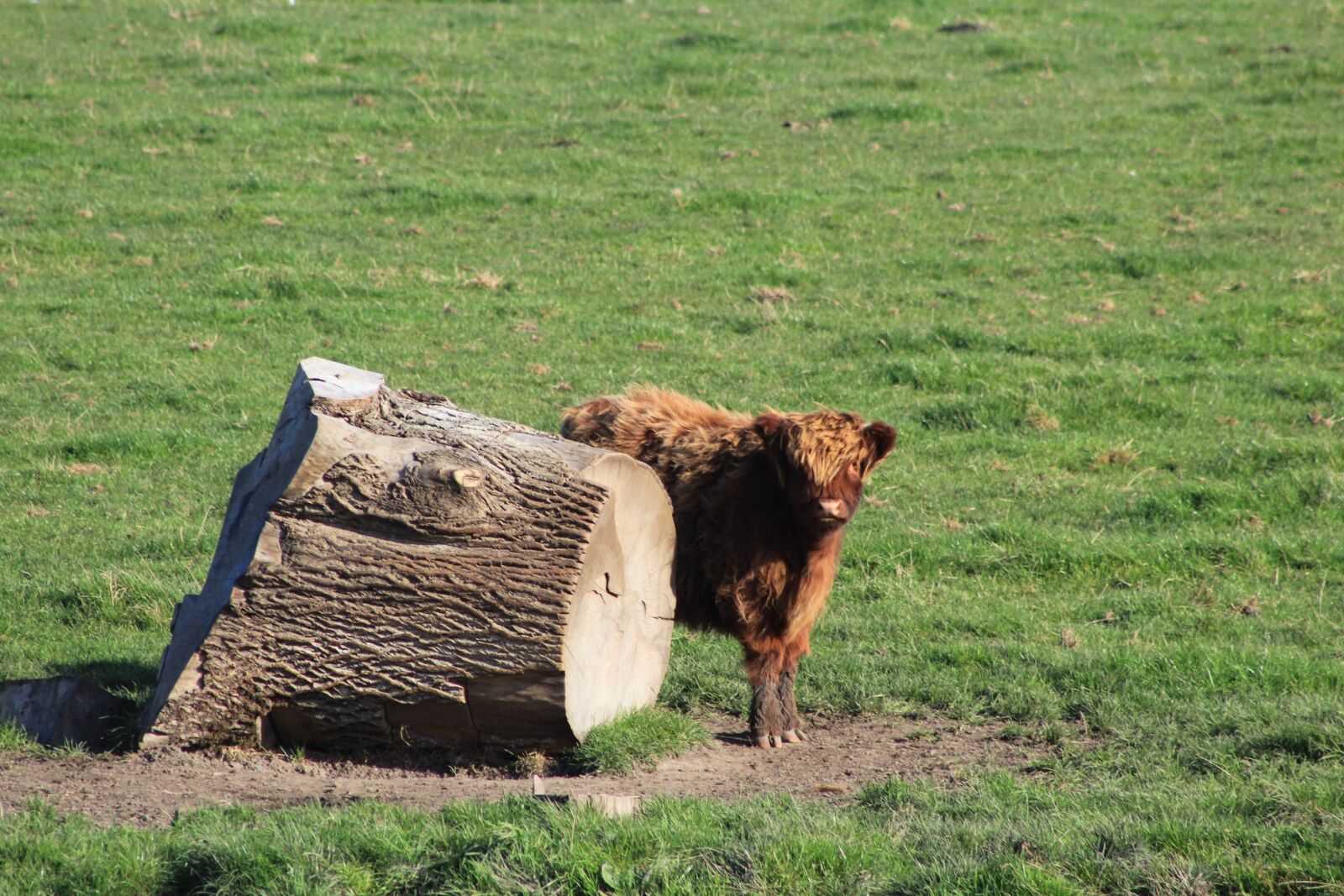 Canon EF 75-300mm f/4-5.6 sample photo. Ox, animal, ruminant photography