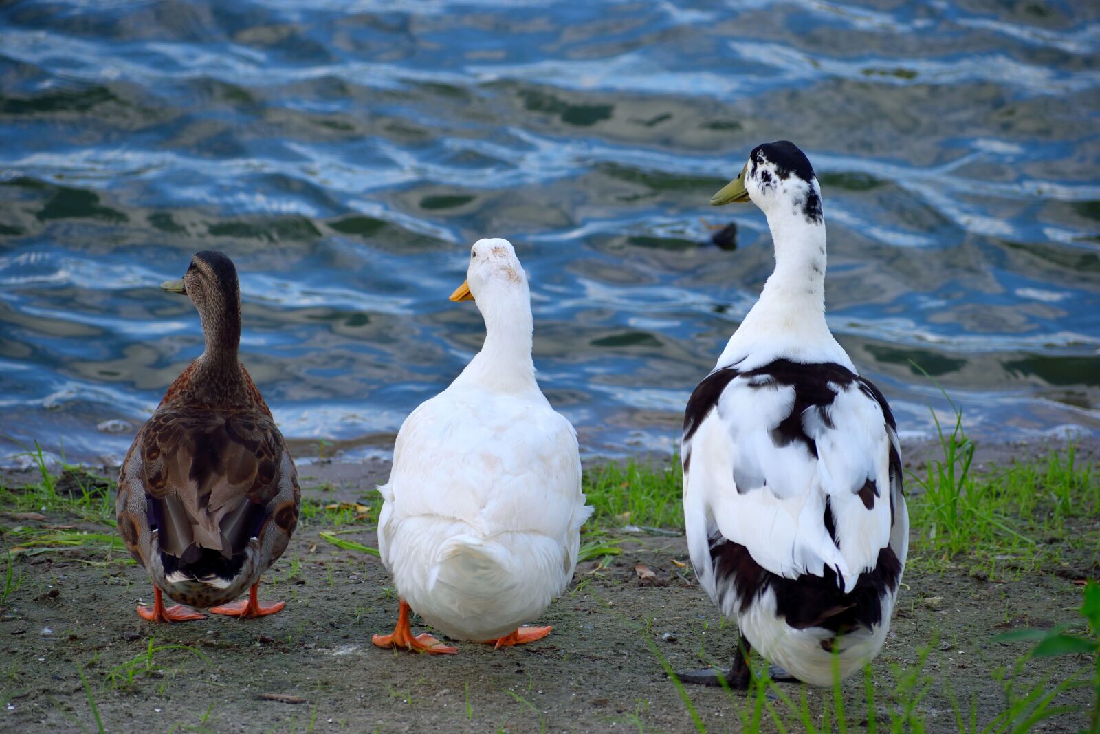 Nikon D3300 sample photo. Ducks, bird, wildlife photography