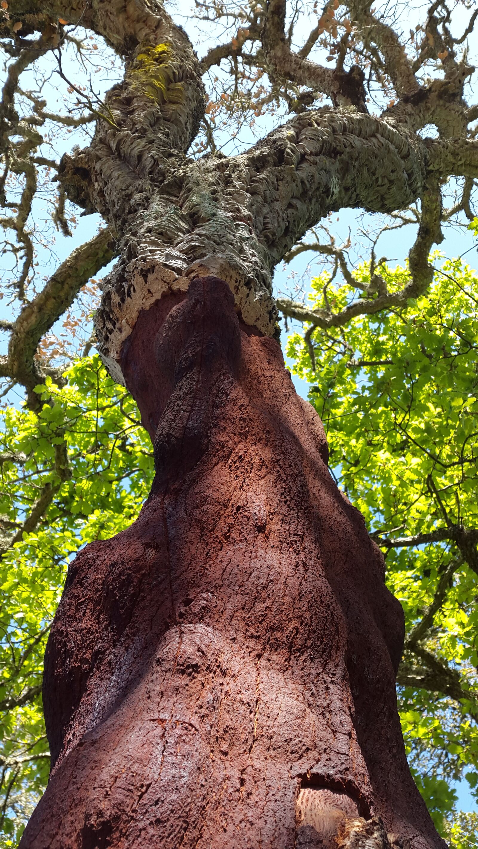 Samsung Galaxy Alpha sample photo. Cork oak, deciduous tree photography