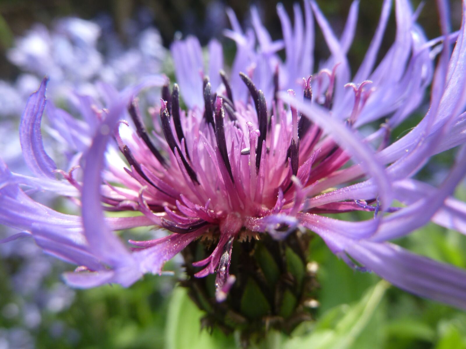 Panasonic Lumix DMC-ZS5 (Lumix DMC-TZ8) sample photo. Cornflower, blue, blossom photography