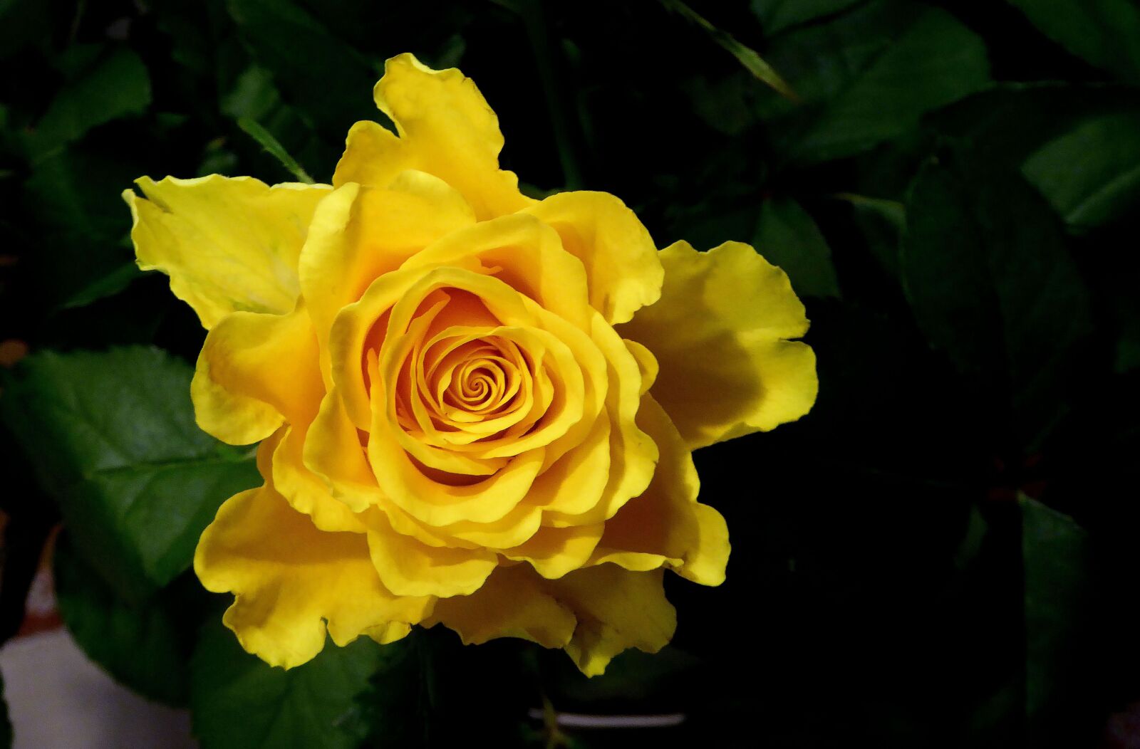 Panasonic DMC-TZ61 sample photo. Rose, yellow, yellow rose photography