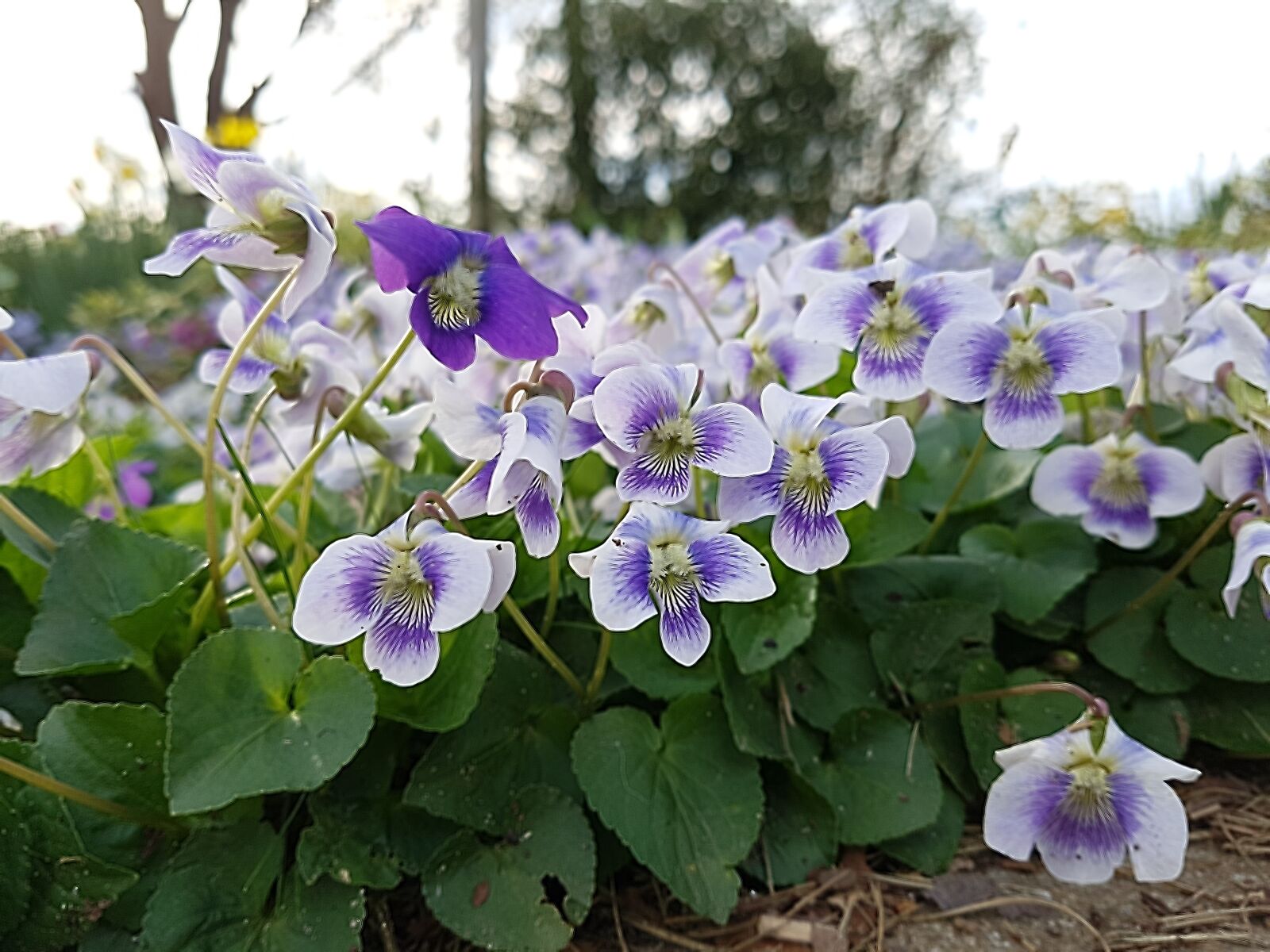 Samsung Galaxy S7 sample photo. Flowers, cyclamen, garden photography