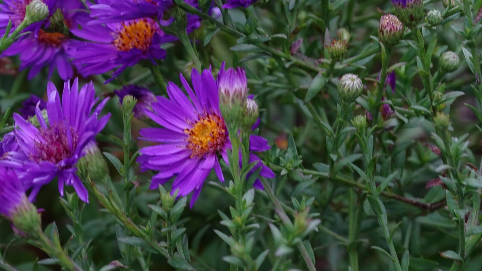 Sony Cyber-shot DSC-HX400V sample photo. European michaelmas daisy, daisy photography