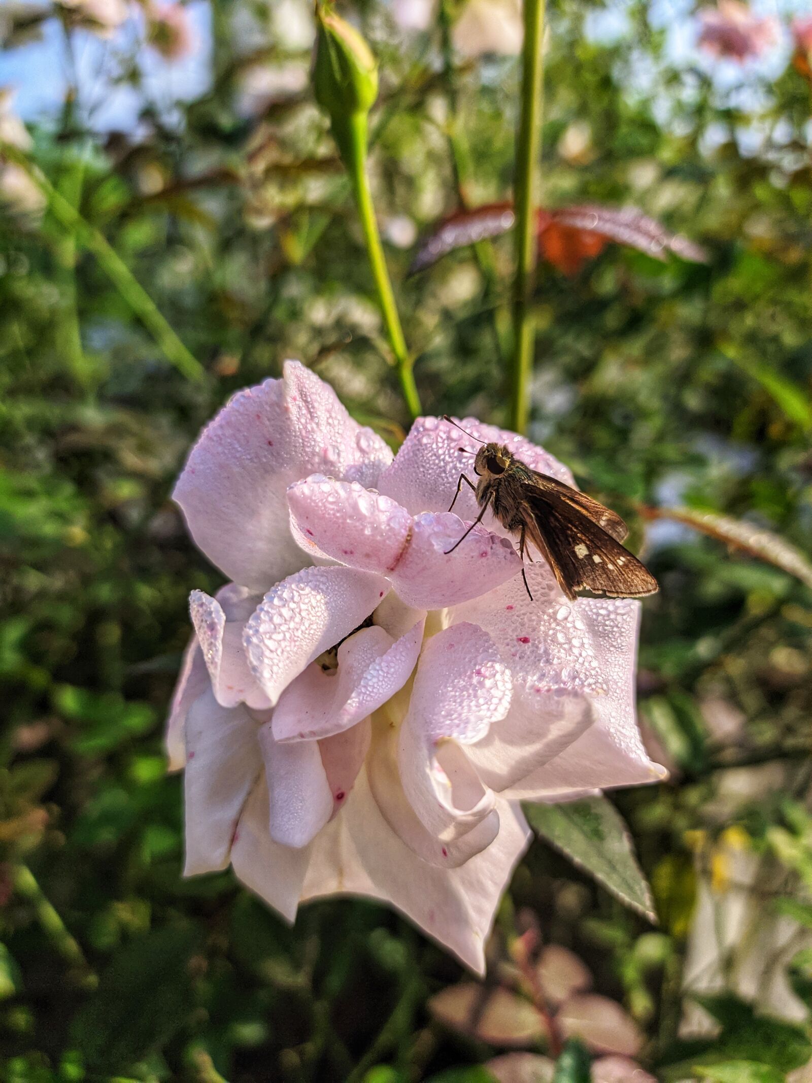 Xiaomi Redmi Note 7S sample photo. Rose, petals, butterfly photography