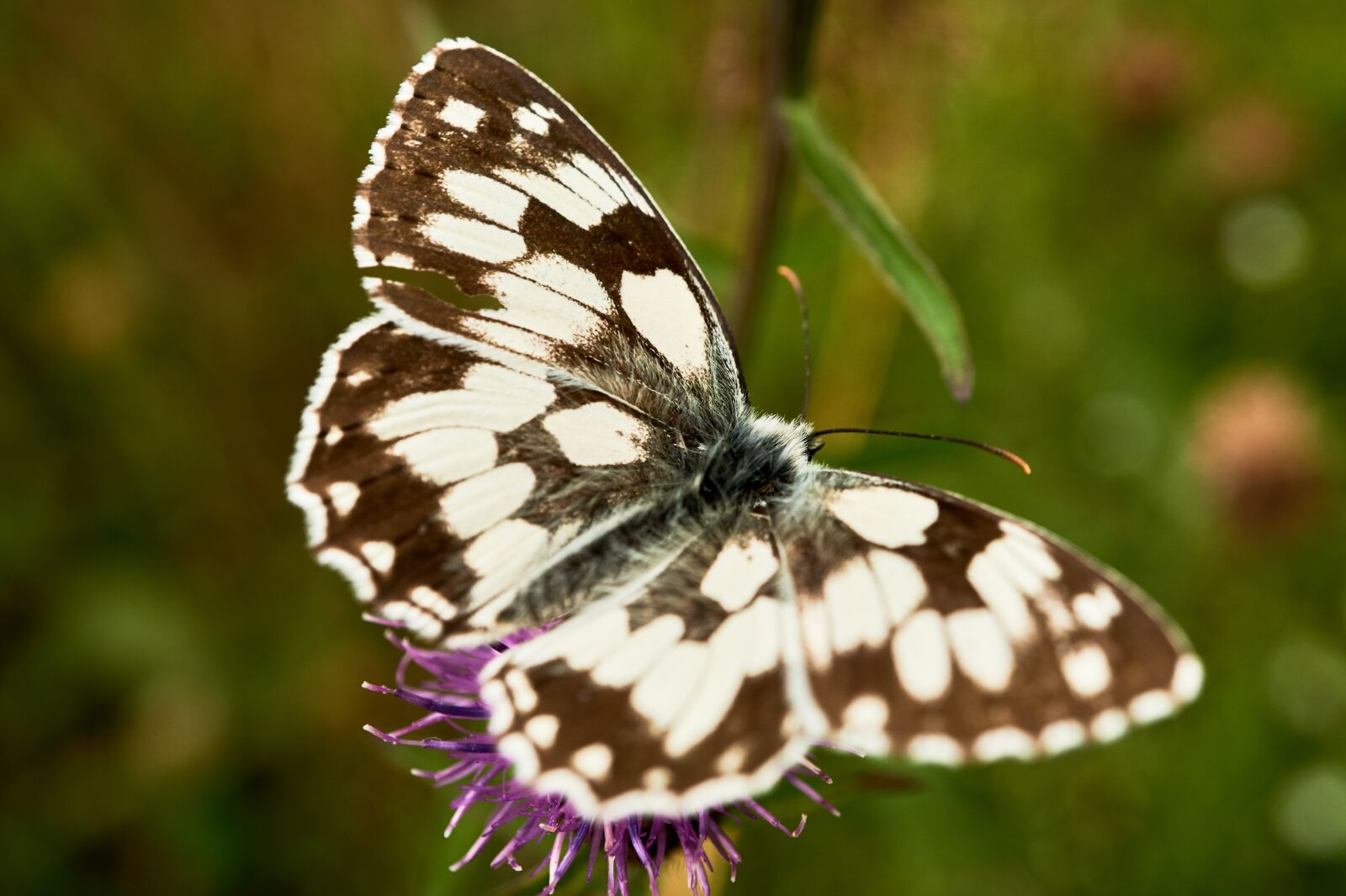 Sony E 30mm F3.5 Macro sample photo. Checkered butterfly, nature, macro photography