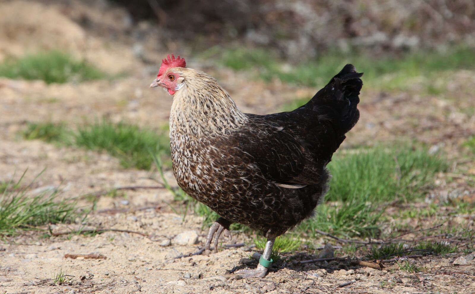 Canon EOS 6D + Canon EF 28-300mm F3.5-5.6L IS USM sample photo. Poultry, chicken, bird photography