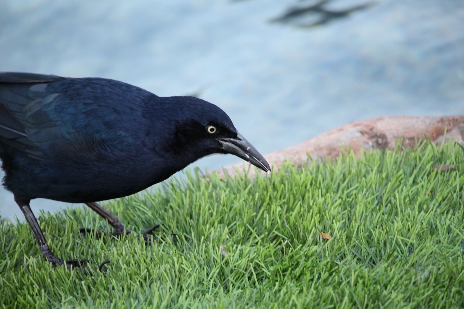 Canon EOS 700D (EOS Rebel T5i / EOS Kiss X7i) sample photo. Bird, nature, wildlife photography