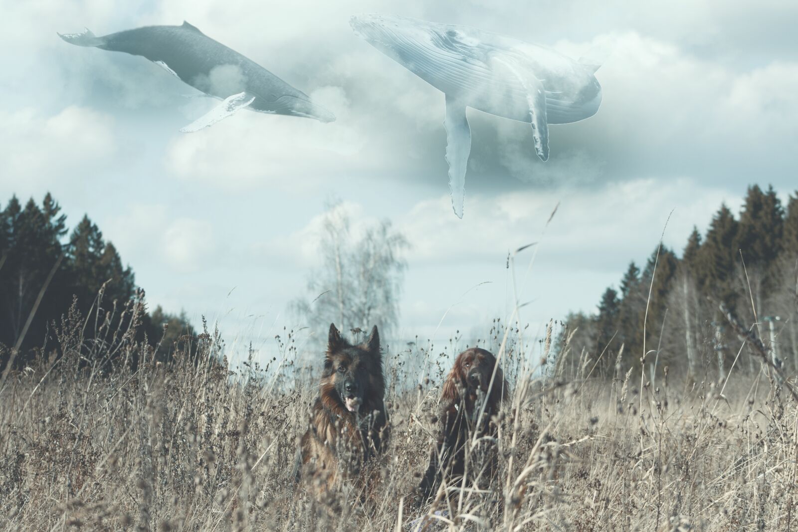 Canon EOS 500D (EOS Rebel T1i / EOS Kiss X3) sample photo. Flying whales, dogs, fantasy photography