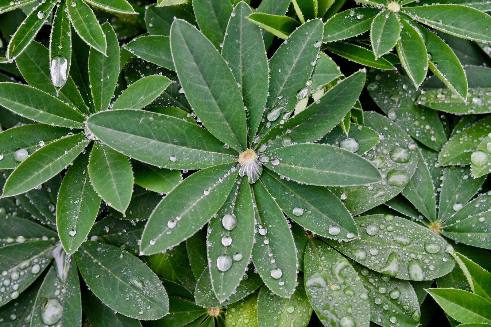 Nikon D5600 sample photo. The leaves of lupins photography