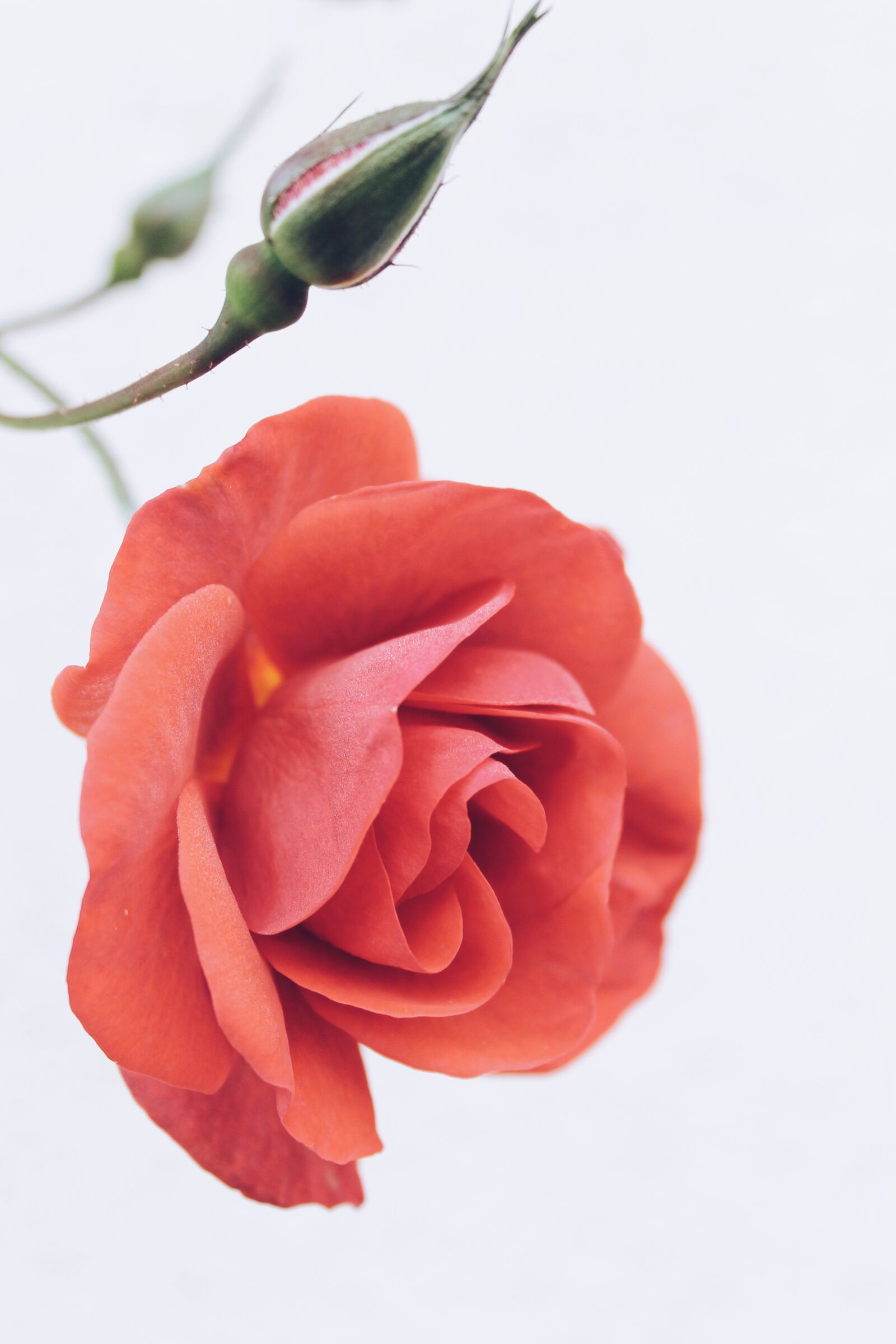 Canon EOS 1100D (EOS Rebel T3 / EOS Kiss X50) sample photo. Autumn, red, roses photography